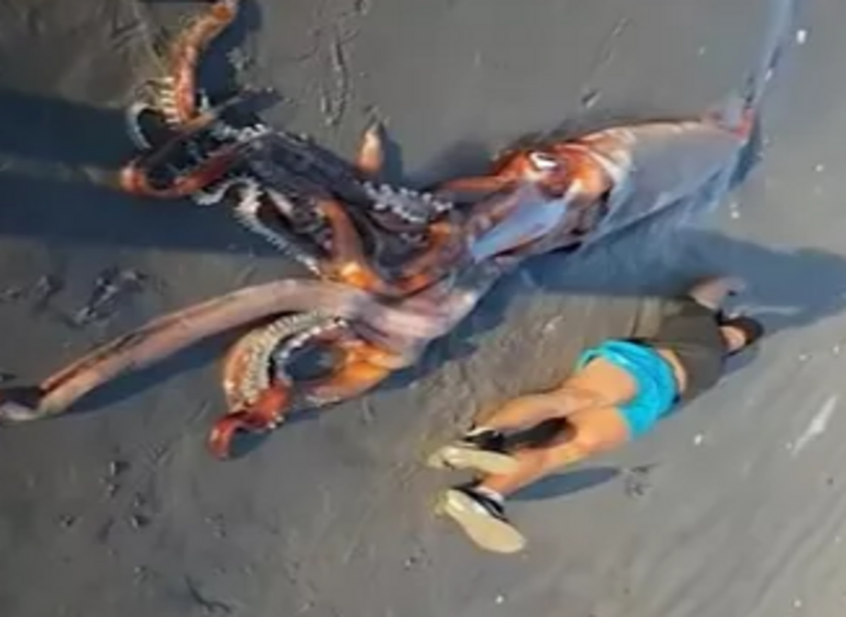 giant-squid-washes-ashore-in-south-africa-nexus-newsfeed